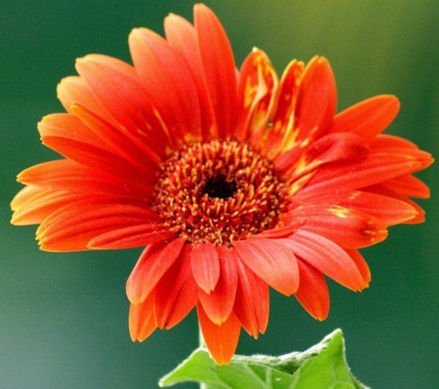 20 растений с большими цветками – яркие акценты для вашего сада