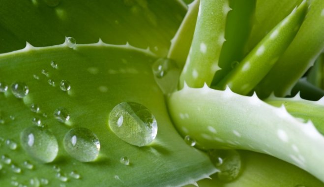 Фикус, бегония, кактусы: Что о вас могут рассказать ваши любимые растения