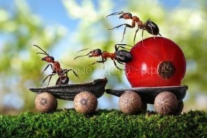 Лучшее средство от того, как навсегда избавиться от муравьев на даче и огороде