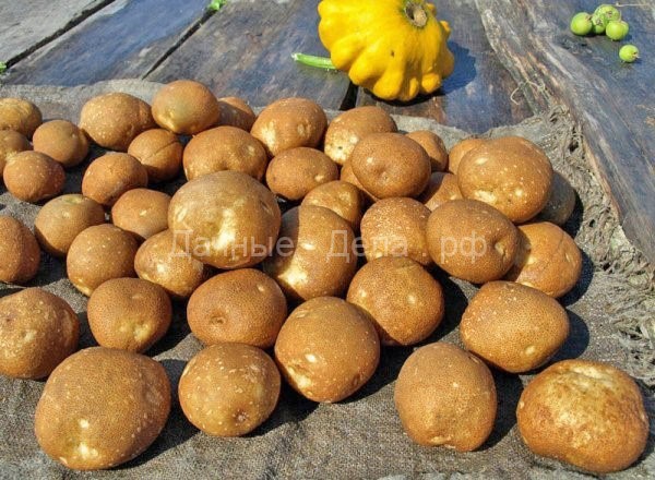 Оригинальный картофель сорта Киви: происхождение и правила выращивания