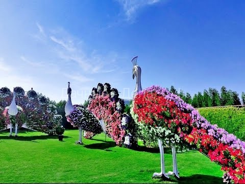 Чудо-сад посреди пустыни. Впечатляющий парк в Дубае поразил пользователей Сети