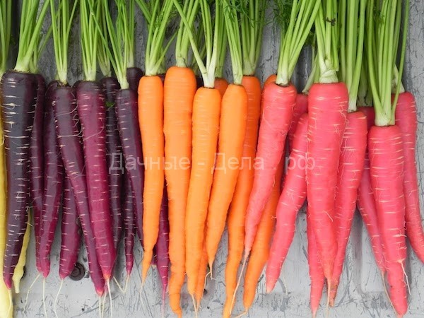 Разноцветие морковных новинок: от белого до фиолетового