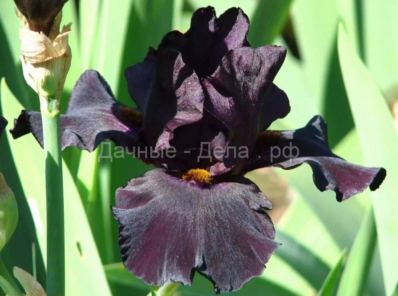 Жемчужина вашего сада. 5 черных цветов, которые украсят вашу садовую коллекцию
