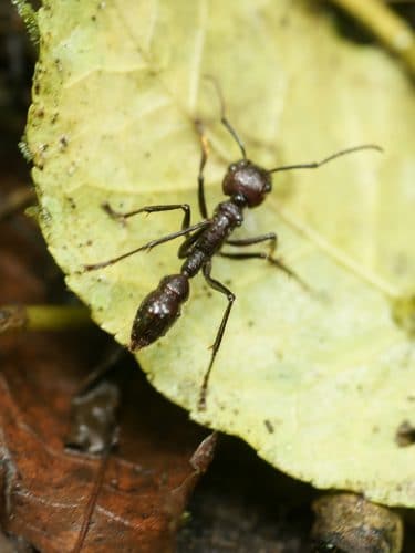 10 насекомых, чьи укусы вызывают сильнейшую боль