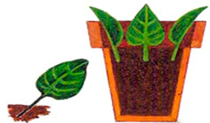 Способы размножения комнатных растений