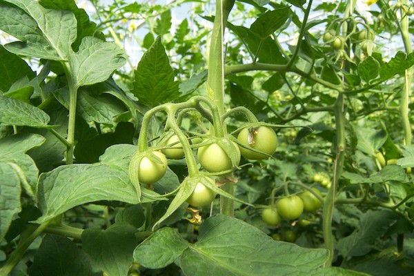 Почему помидоры жируют и не дают урожай