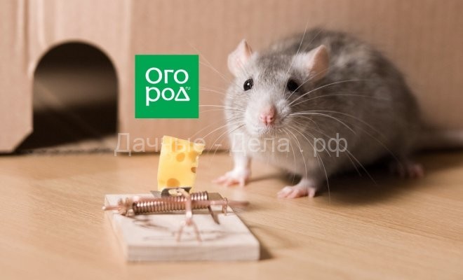 10 идей, как избавиться от мышей в дачном доме (только проверенные средства!)