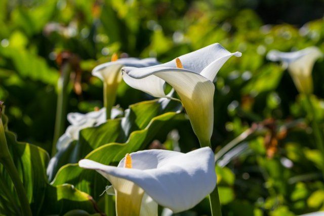 20 растений с большими цветками – яркие акценты для вашего сада