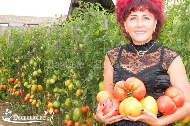 Отличная рассада помидоров – пошаговый метод Натальи Щербининой