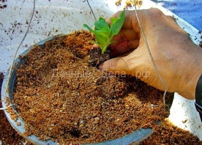 Как правильно вырастить петунию — посадка семян и рассады в грунт