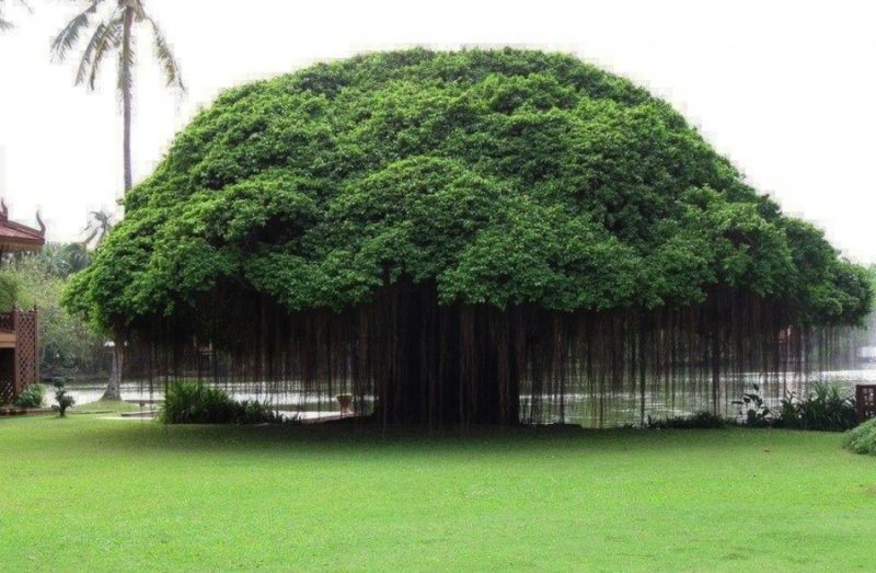 12 удивительно странных деревьев со всего мира — это стоит увидеть