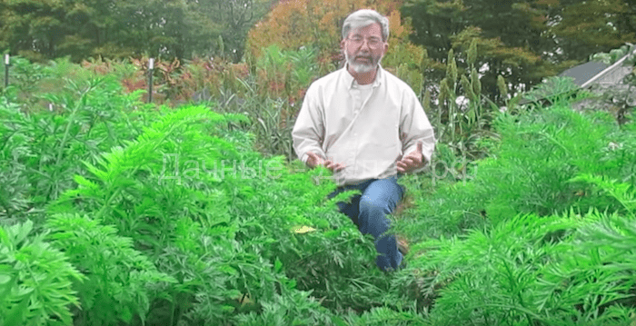 Полезный совет: Как посадить морковь «по-американски», которая точно вырастет при любых условиях!