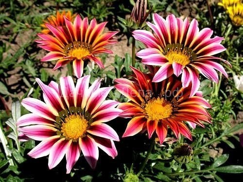 Восхитительные садовые цветы Газания