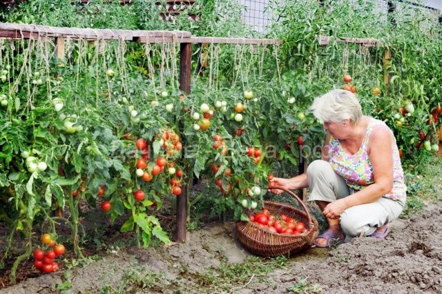 Выращивание томатов по Лунному календарю в 2019 году