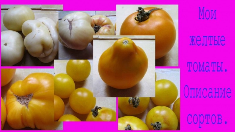 Мои любимые желтые томаты. Описание сортов. Подробнее смотрите видео здесь