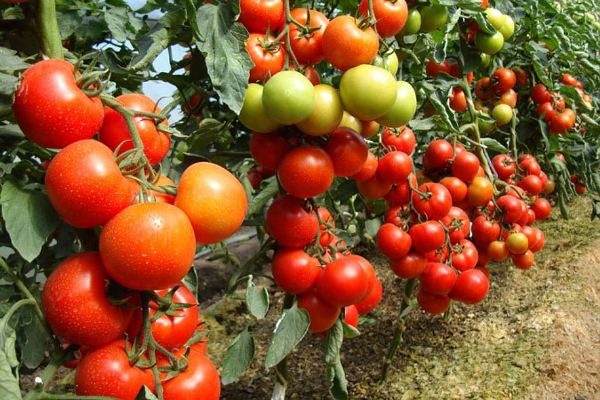 Как можно добиться раннего урожая помидоров