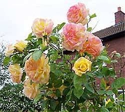Розы на даче — как вырастить роскошный сад