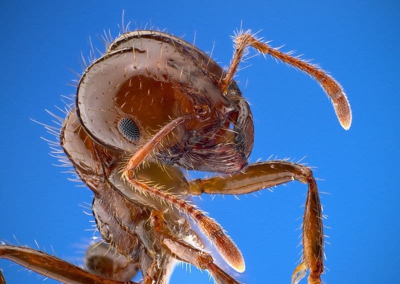 10 насекомых, чьи укусы вызывают сильнейшую боль
