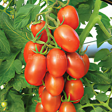 Замачивание семян помидоров перед посевом: основные способы и правила