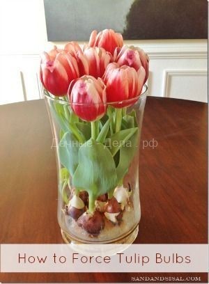 Выгонка луковиц тюльпанов в теплицах и в домашних условиях