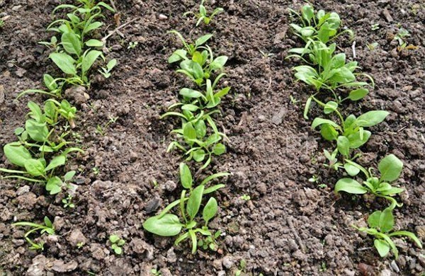 Правильное выращивание рукколы в открытом грунте и через 20-30 дней она на вашем столе