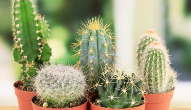 5 интересных вещей, которые вы не знали о кактусах