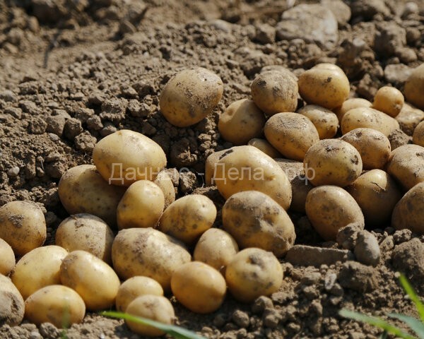Сделайте это с клубнями картофеля перед посадкой и урожай ..
