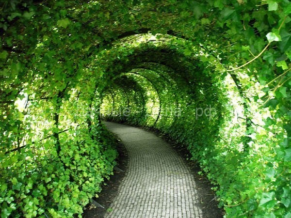 Садовые арки с зеленью.