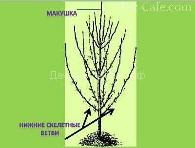«Живая» беседка из стволов деревьев: как вырастить каркас необычного строения