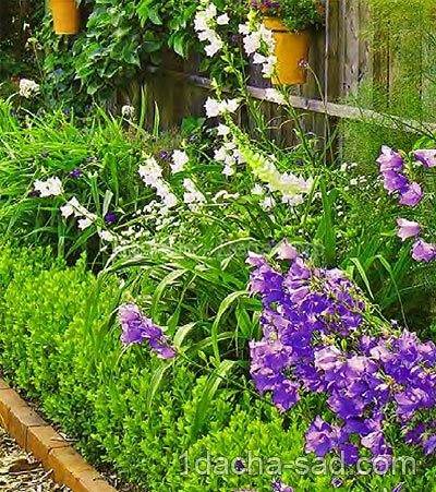 Неприхотливые многолетние цветы для дачи — «садовые странники»
