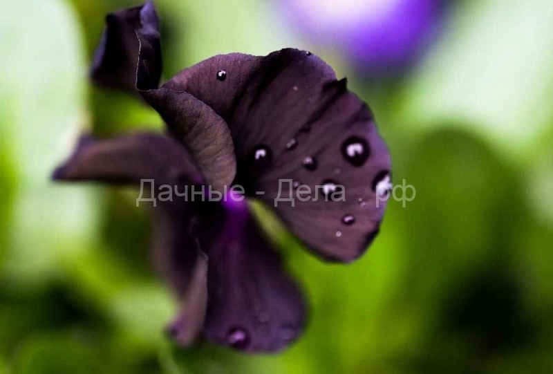 Жемчужина вашего сада. 5 черных цветов, которые украсят вашу садовую коллекцию