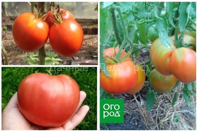 Какие томаты самые урожайные? Обзор лучших высокорослых сортов с фото