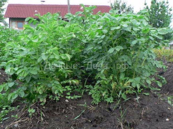 Оригинальный картофель сорта Киви: происхождение и правила выращивания
