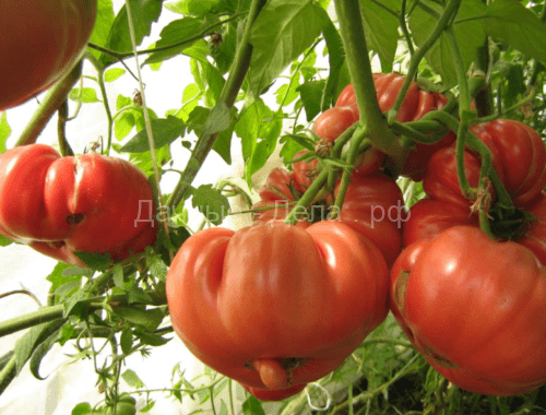 Главная  » Сорта Подборка высокорослых томатов гигантов устойчивых к фитофторе
