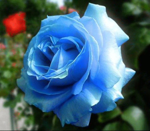 Цвет настроенья синий