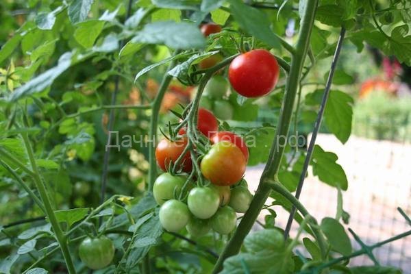 Несколько мифов о выращивании помидоров