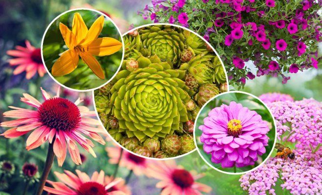 8 садовых растений, которые невозможно убить