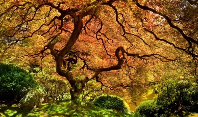 12 удивительно странных деревьев со всего мира — это стоит увидеть