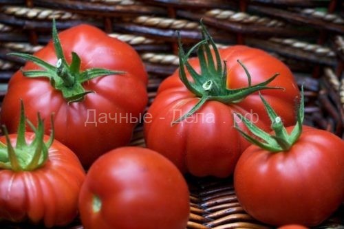 Главная  » Сорта Подборка высокорослых томатов гигантов устойчивых к фитофторе