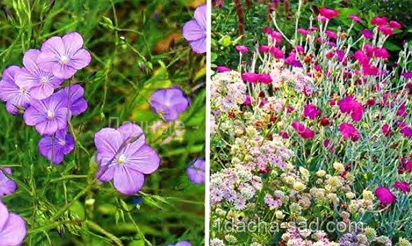 Неприхотливые многолетние цветы для дачи — «садовые странники»