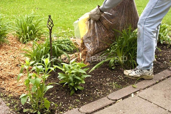 Как использовать опилки в саду и огороде, чтобы получить хороший результат