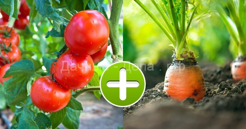 Секреты совместной посадки овощей
