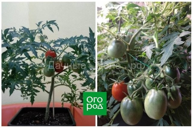 Выращивание томатов в квартире зимой – личный опыт с выводами и сортами