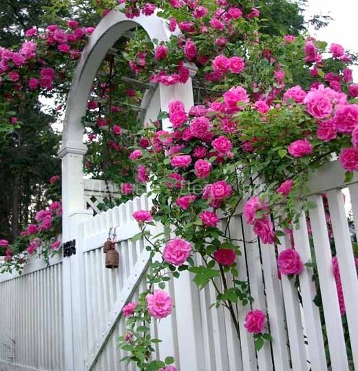 Сказочные садовые арки с плетистой розой: 35 идей