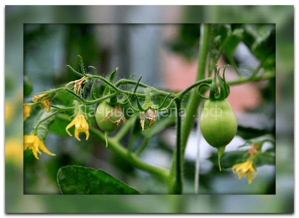 Как и зачем обрывать листья у томатов, чтобы получить большой урожай, и почему этот способ так популярен