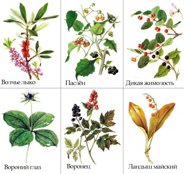 Названия лесных ягод