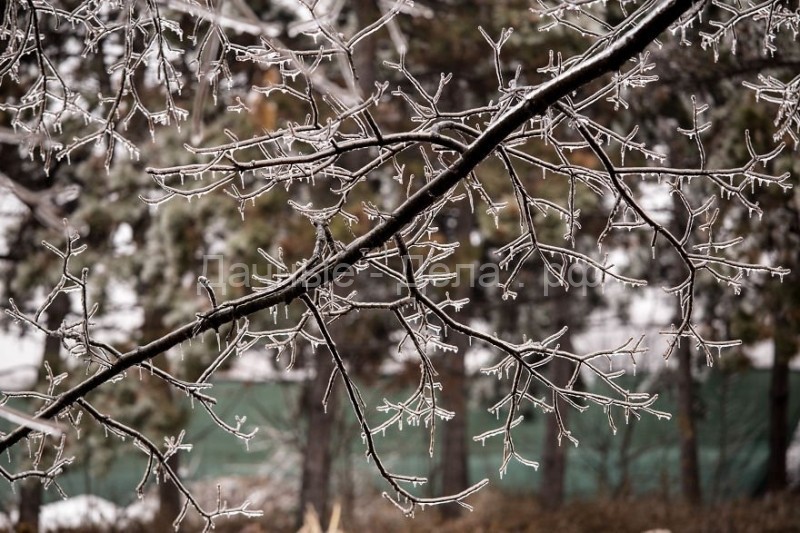 Пугающая красота природы, скованной ледяным дождём, в фотографиях Джорджианы Мазилу