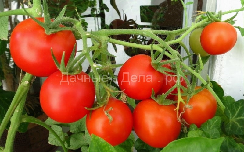 5 легендарных томатов – от советских времен до наших дней