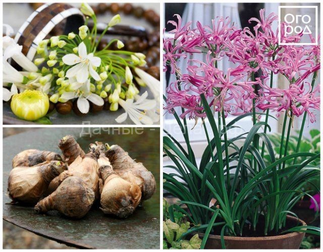 15 фантастически красивых луковичных, которые высаживают весной