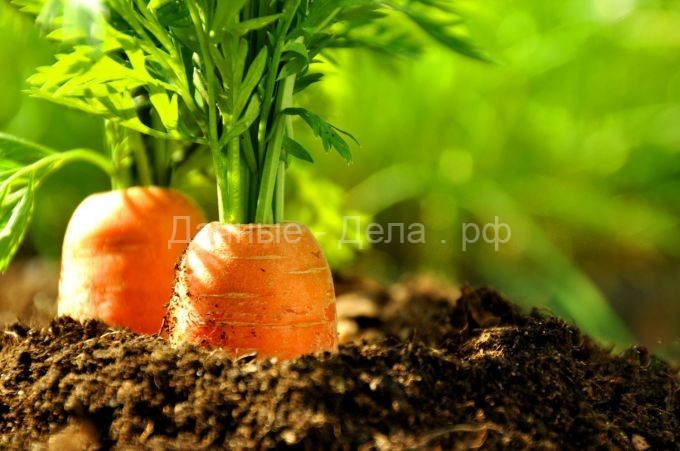 Как подготовить грядку под морковь